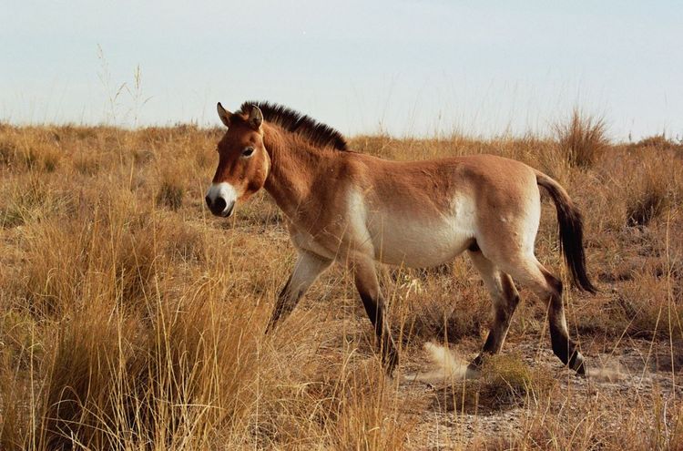 Le cheval de Przewalski