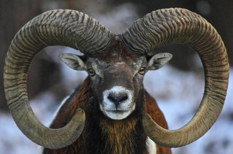 Ram de l'Altaï (argali, argali)