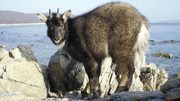 Goral de l'Amour