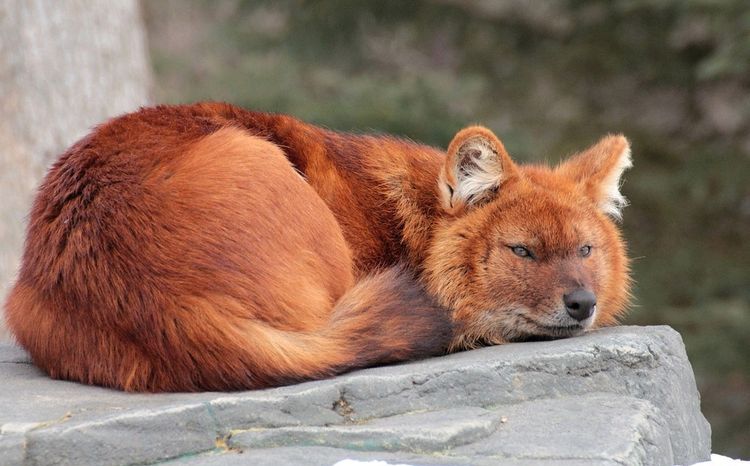 loup rouge (de montagne)