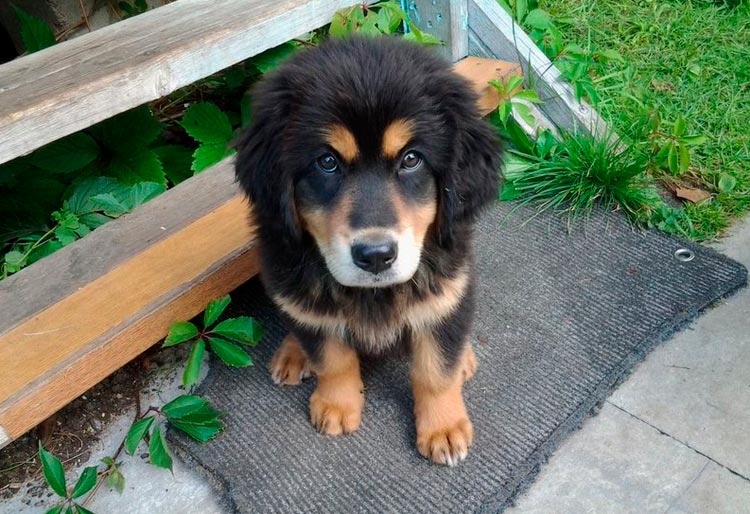 Chiot lévrier bouriate-mongol