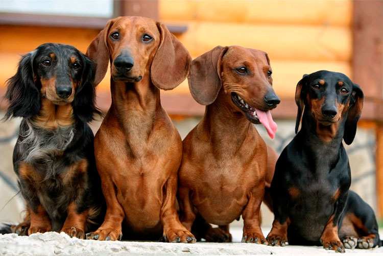 teckels de différentes tailles