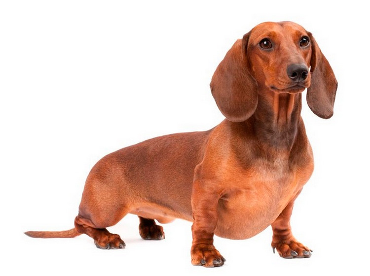 race de chien Teckel miniature