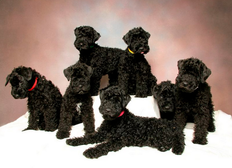 Chiots Kerry Blue Terrier