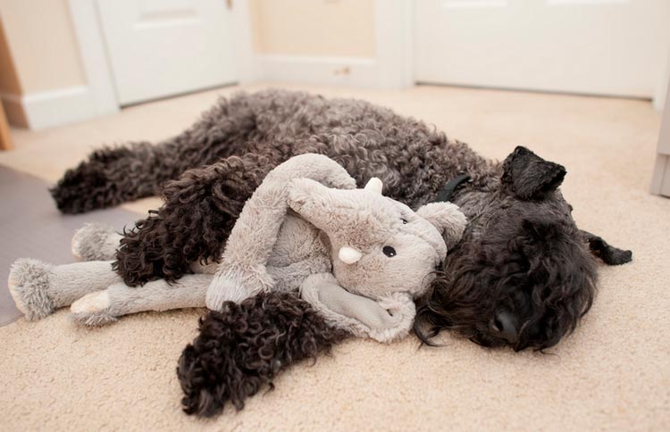 Kerry Blue Terrier dormant avec un jouet