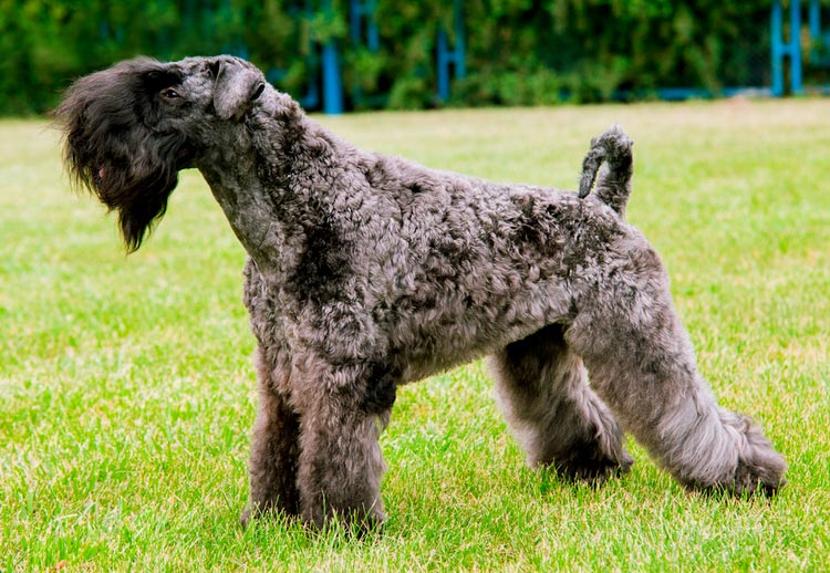 race de chien Kerry Blue Terrier