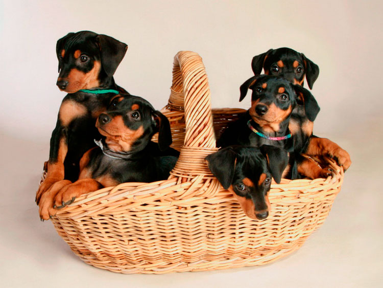 chiots Pinscher allemand