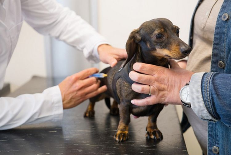 Vaccination d'un chiot