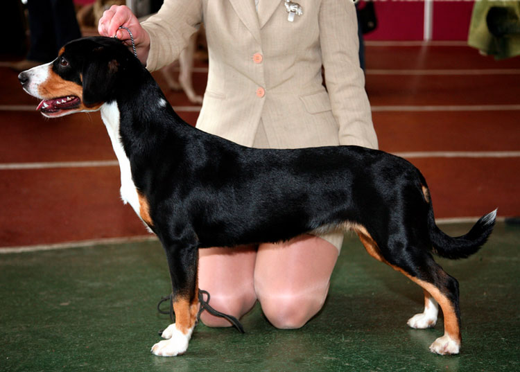 Norme de bouvier de l'Entlebuch