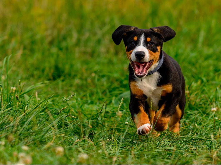 Chiot Bouvier de l'Entlebuch