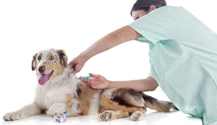 Injection sous-cutanée pour un chien