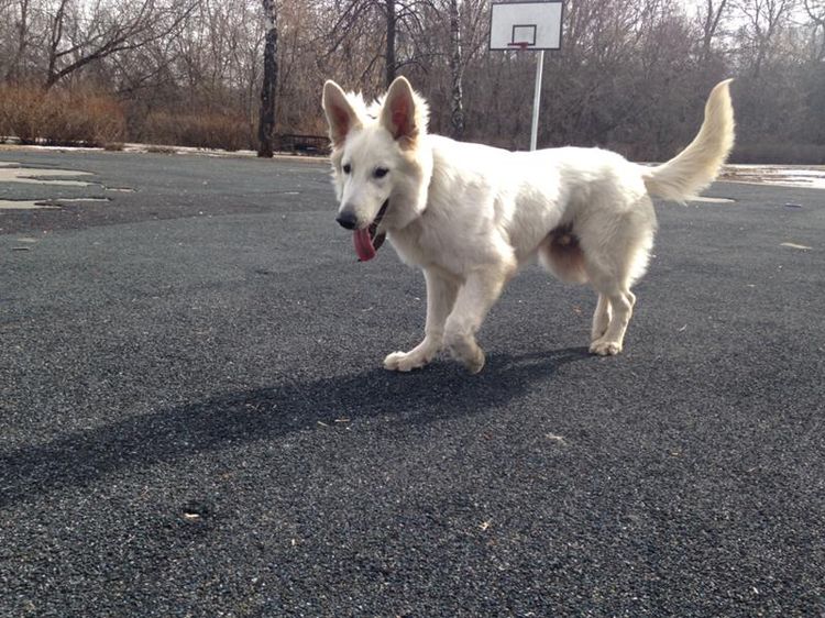Un chien aux paturons faibles
