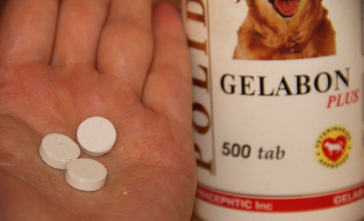 Gelabon Plus pour chiens