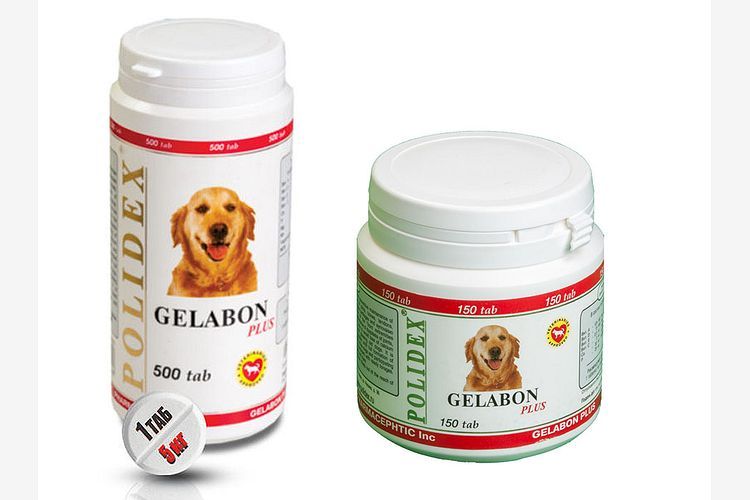 Gelabon Plus pour chiens