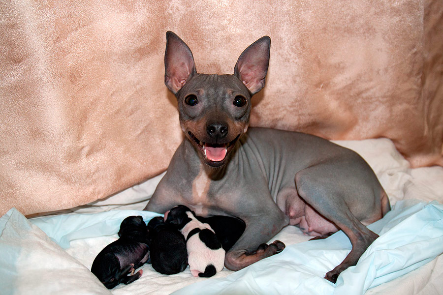 Terrier nu américain