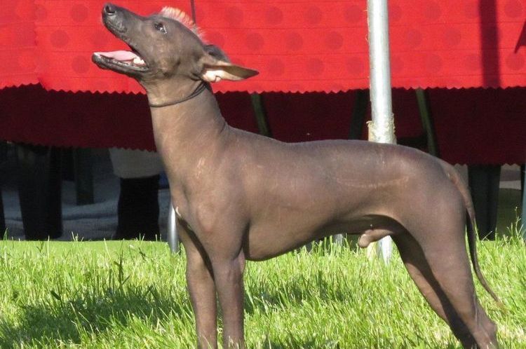 Nu du Pérou (Moche)