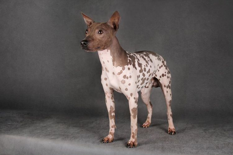 Terrier nu américain