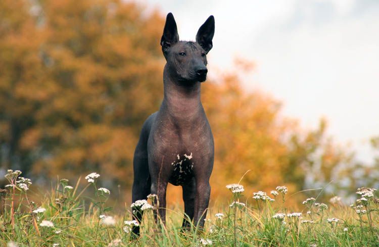 Équatorien sans poils