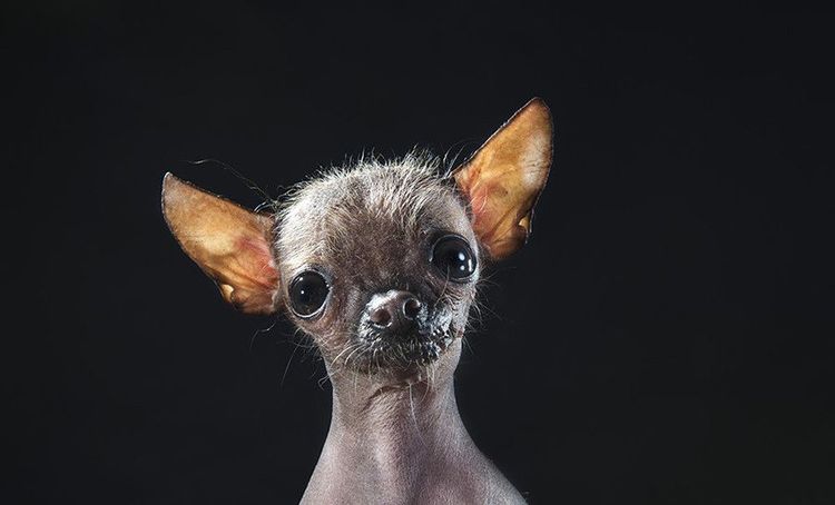 Chien nu de Mandchourie