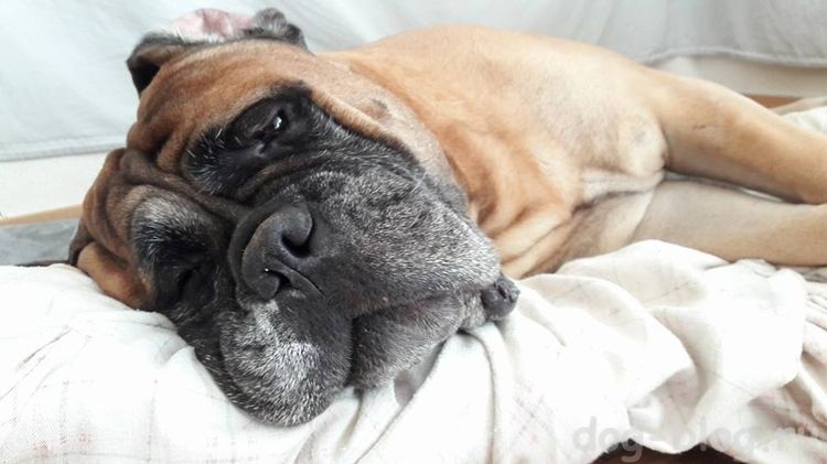 Accident vasculaire cérébral chez un chien