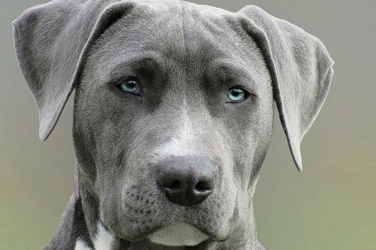Un chien aux yeux bleus