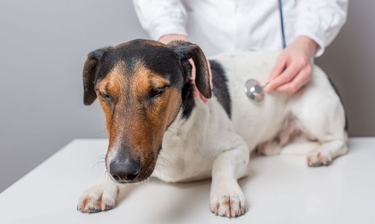 Chien chez le vétérinaire
