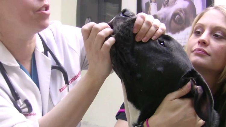 Comment donner un comprimé à un chien