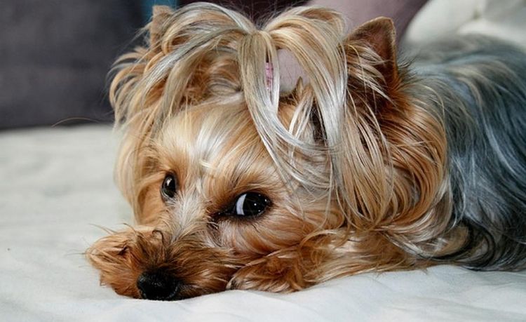 Yorkshire Terrier