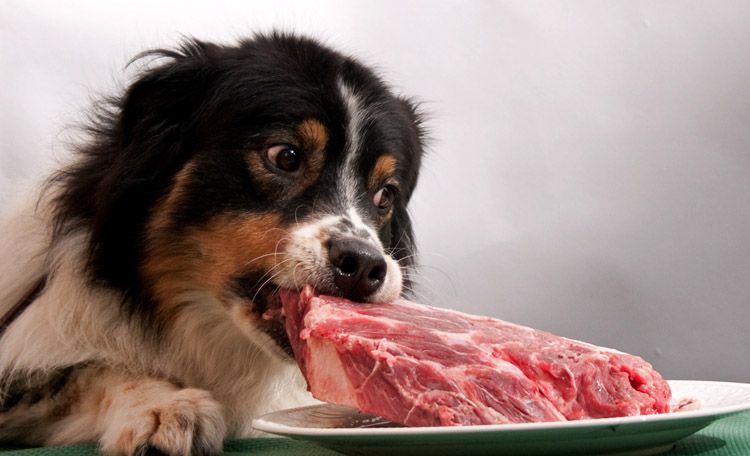 Le chien mange de la viande