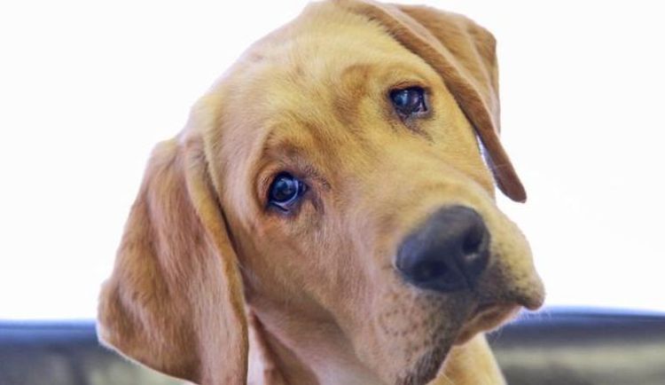 Inclinaison anormale de la tête due à une tumeur cérébrale