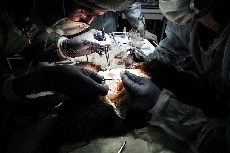 Chirurgie d'ablation de tumeur chez un chien