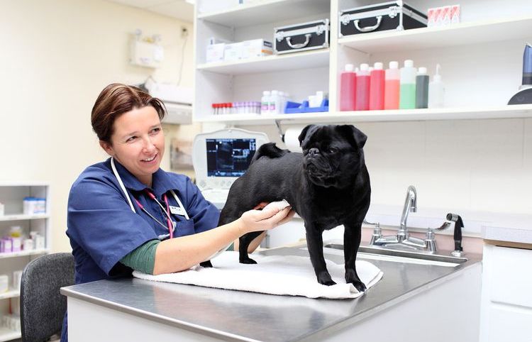 Examen d'un chiot par un vétérinaire