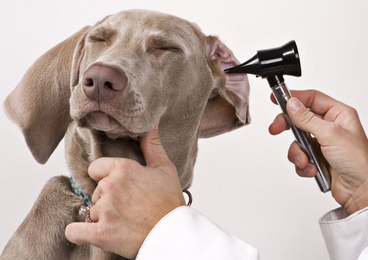 Vérifier les oreilles d'un chien