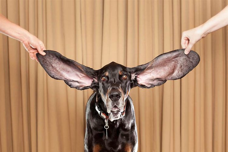 Un chien aux grandes oreilles