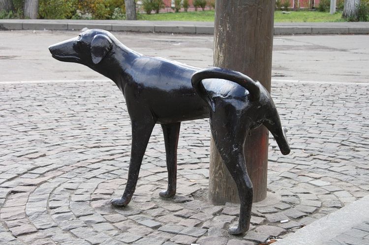 Chien qui urine (Vologda)