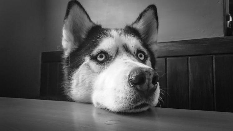 Husky triste