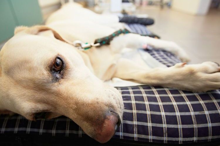Labrador dans une clinique vétérinaire