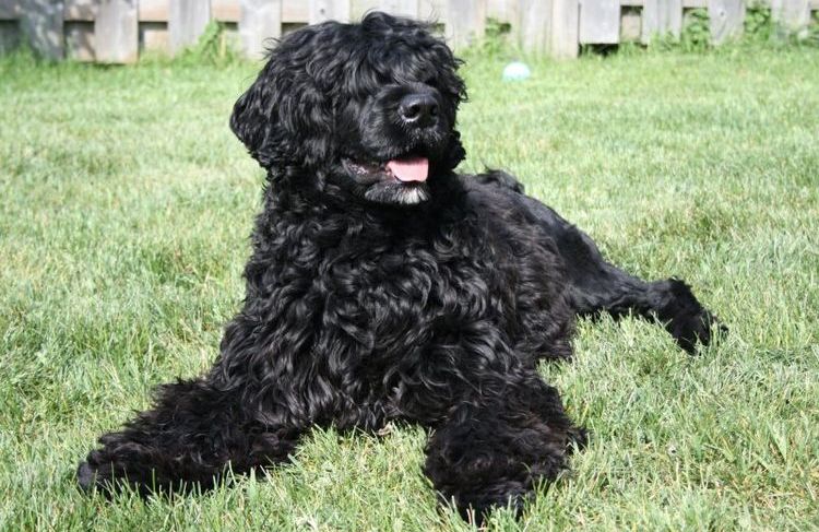 Chien d'eau portugais