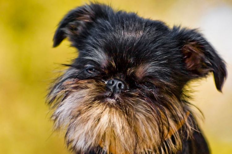 Griffon de Bruxelles