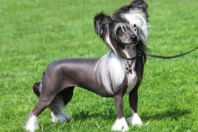 Chien chinois à crête