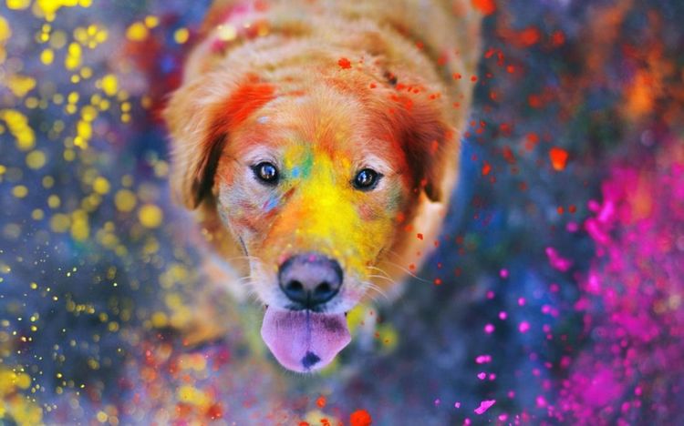 Chien dans la peinture