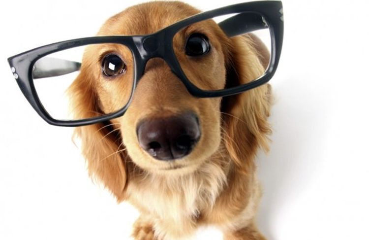 Un chien qui porte des lunettes