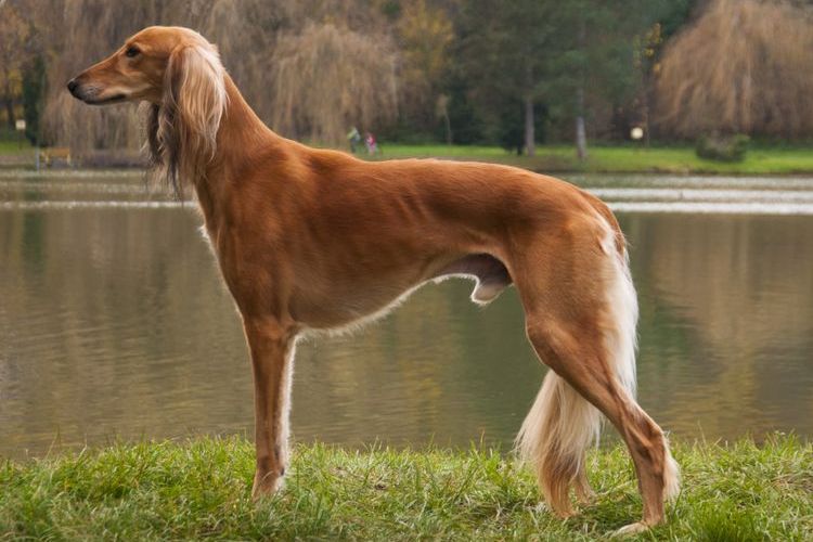 Saluki - Lévrier persan