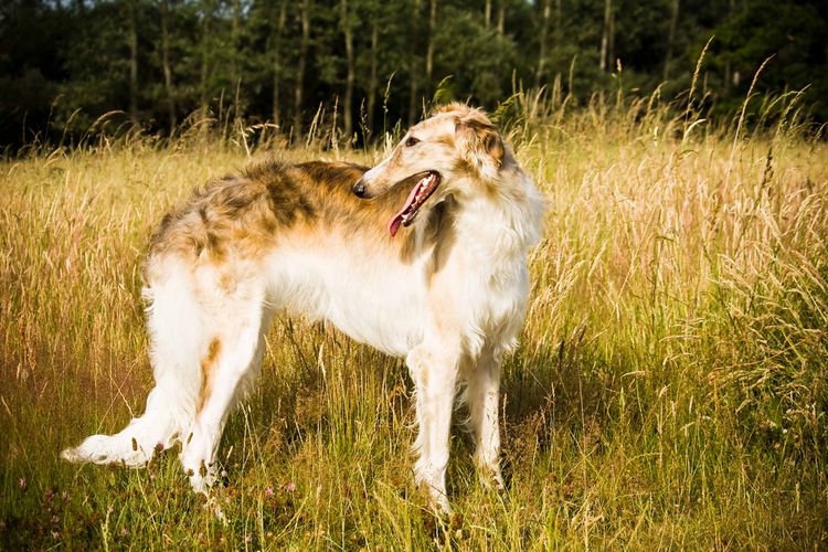 Borzoï russe