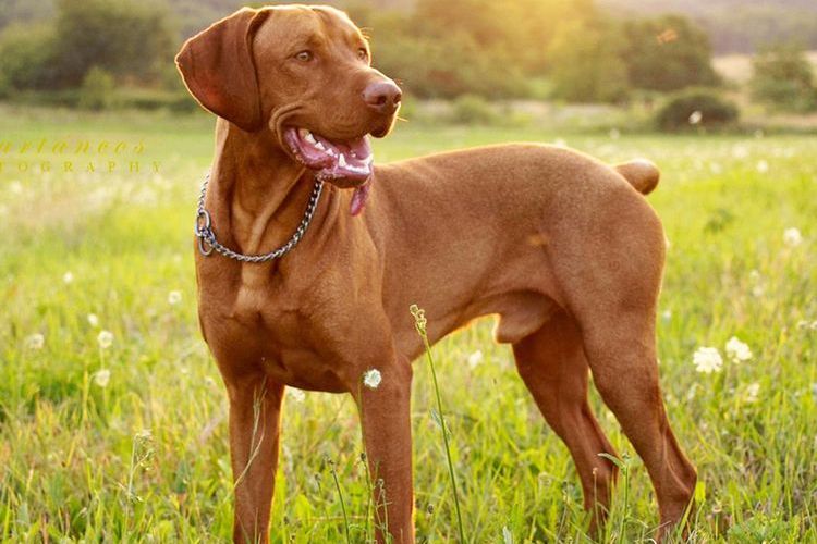 Vizsla est un pointeur hongrois.