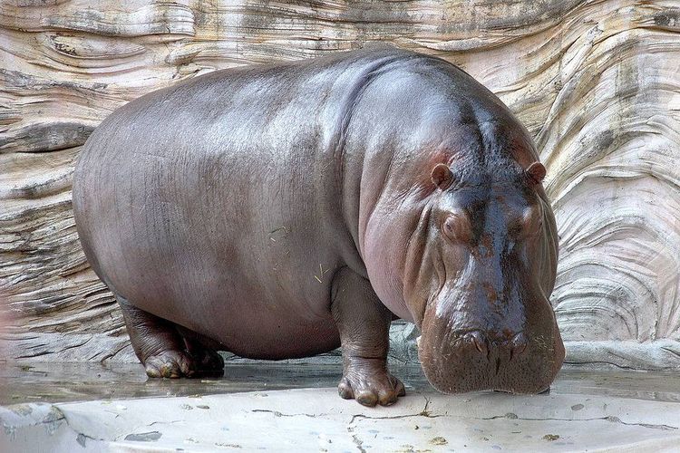 Hippopotame