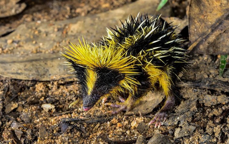 tenrec rayé