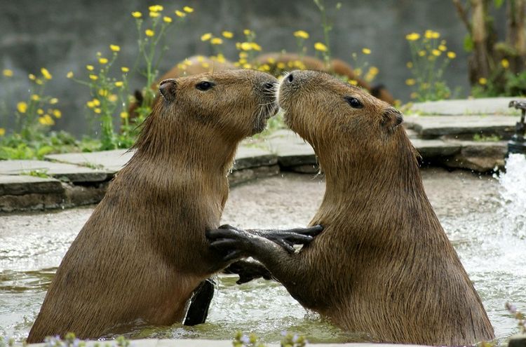 Capybaras