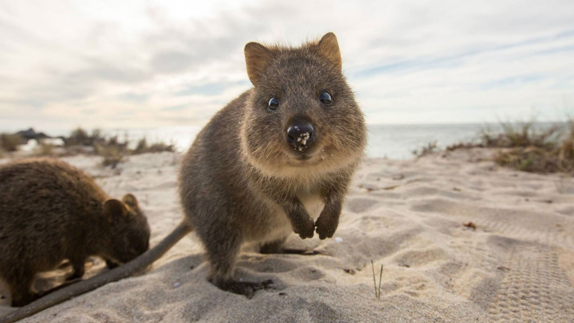 Quokka