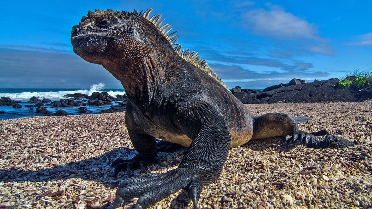 Iguane marin